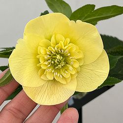 園芸ネット本店｜クリスマスローズ：セレクトセミダブル26-10／1.5L