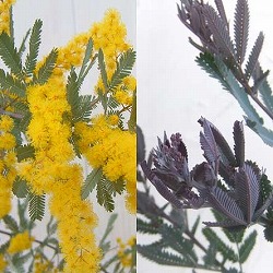 園芸ネット本店｜アカシア：ギンヨウ（銀葉）アカシア5号ポット の通販