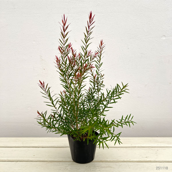 園芸ネット本店｜メラレウカ：レッドジェム3-3.5号ポット の通販【公式】