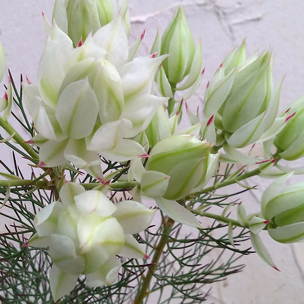 園芸ネット本店｜セルリア（ジョーイセルリア）：ブラッシングブライド