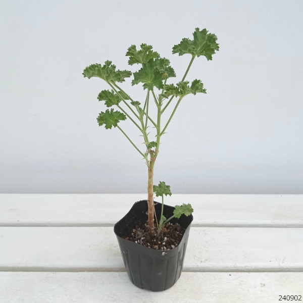 園芸ネット本店｜ニオイゼラニウム：ミセスキングスリー3号ポット の