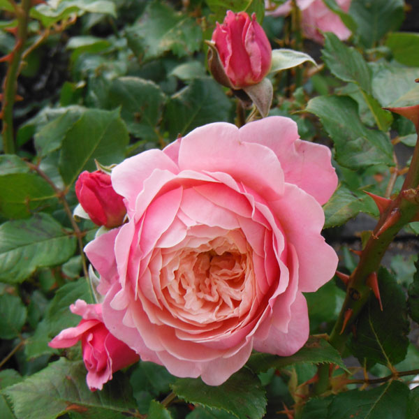 園芸ネット本店｜ギヨーローズ：プリP.J.ルドゥーテ大苗 の通販【公式】