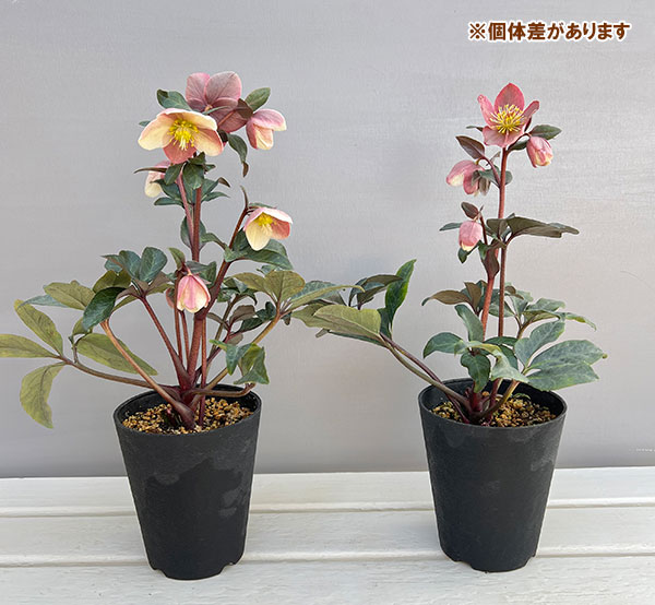 園芸ネット本店｜クリスマスローズ（原種交配）：*HGCモンテクリスト