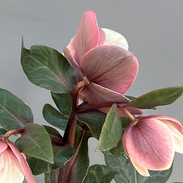 園芸ネット本店｜クリスマスローズ（原種交配）：*HGCモンテクリスト