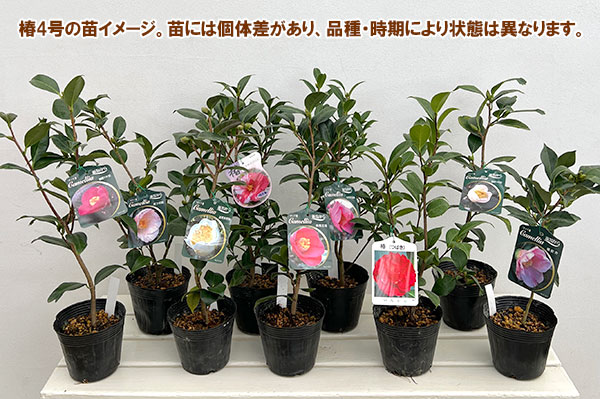 園芸ネット本店｜ツバキ（椿）：加茂本阿弥（かものほんあみ）4号