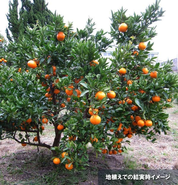 園芸ネット本店｜ミカン：温州みかん おきつわせ（興津早生）4.5号