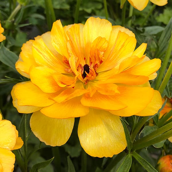 園芸ネット本店｜ラナンキュラス：ラックス ミネルバ3.5-4号ポット* 3