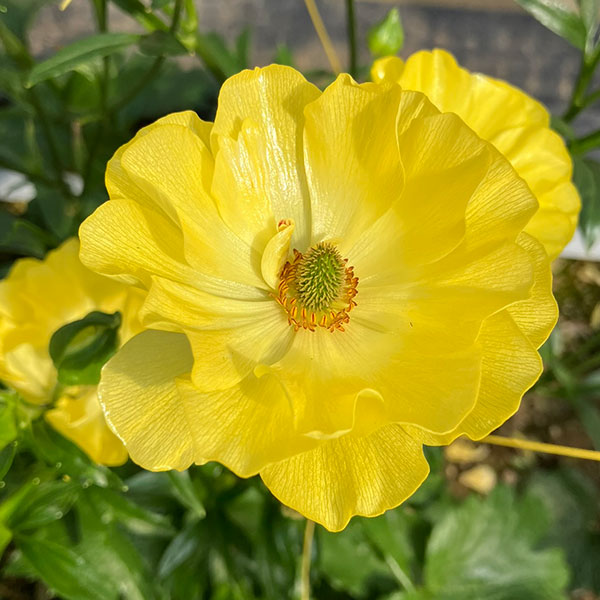 園芸ネット本店｜ラナンキュラス：ラックス3種セット／アリアドネ