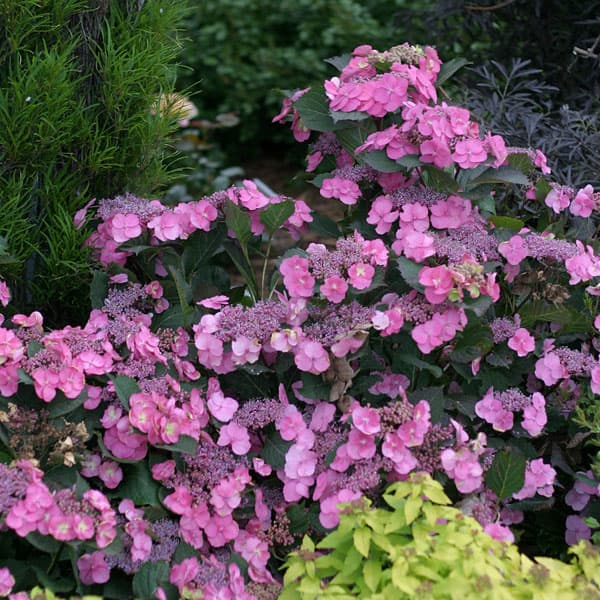 園芸ネット本店｜ヤマアジサイ：タフスタッフ5号鉢植え 3株セット の