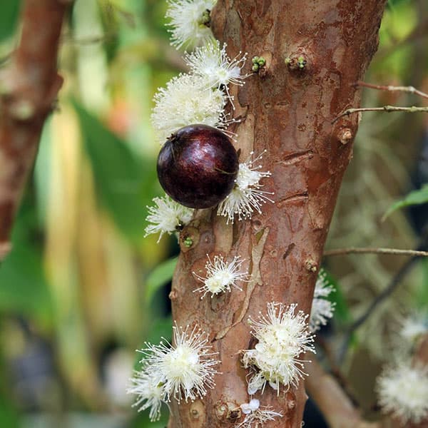 園芸ネット本店｜ジャボチカバ四季なり種5号鉢植え の通販【公式】