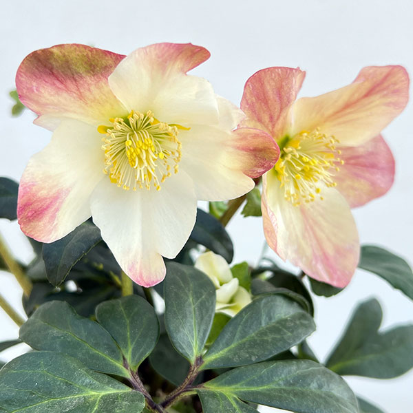 園芸ネット本店｜クリスマスローズ（原種系）：*ニゲルHGCジョエル4.5