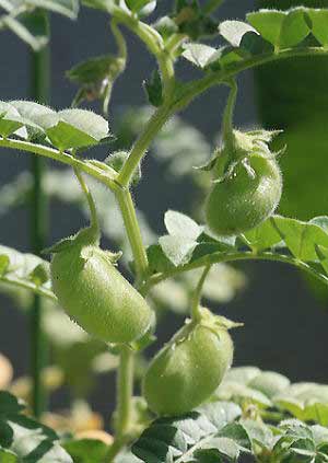 園芸ネット本店｜ヒヨコマメの種1デシリットル入り（栽培用）[野菜の