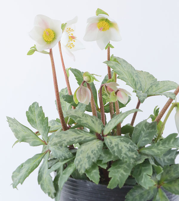 園芸ネット本店｜松村ナーセリーさんのクリスマスローズ（原種系