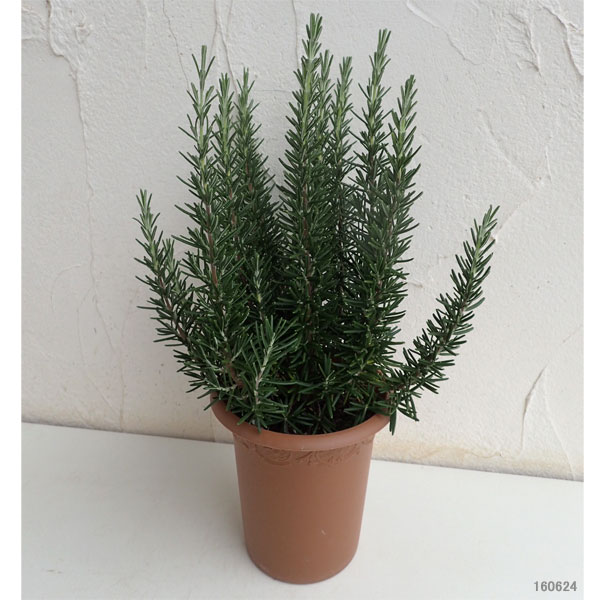 園芸ネット本店｜ローズマリー（立性）：マリンブルー4号 2株セット の