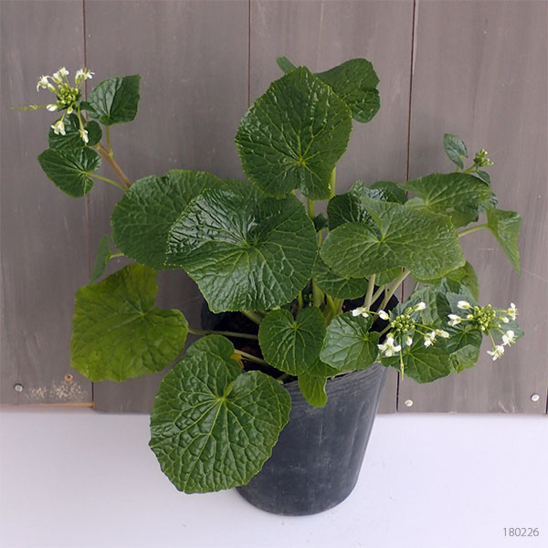 園芸ネット本店｜[26年3月中下旬予約]ワサビ：静岡のわさび苗4号ポット