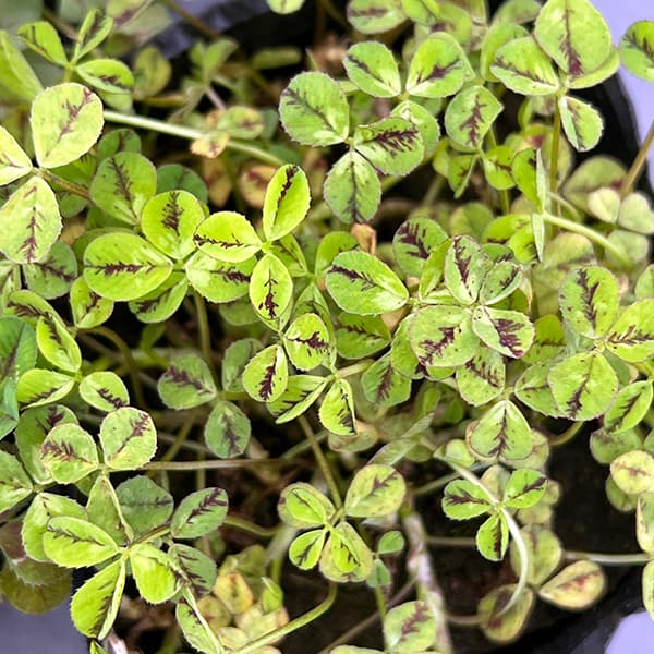 園芸ネット本店｜クローバー：四つ葉のクローバー葉色アソート