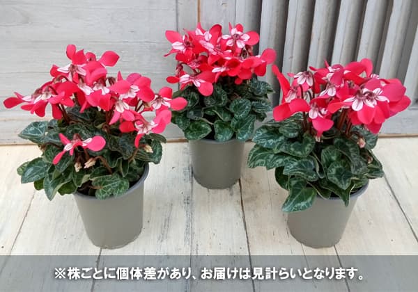 園芸ネット本店｜シクラメン：スーパージックスレッド3号ロングポット