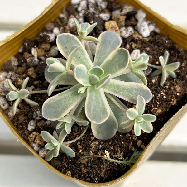 園芸ネット本店｜セダム（オロスタキス）：子持ち蓮華錦（斑入り）3号