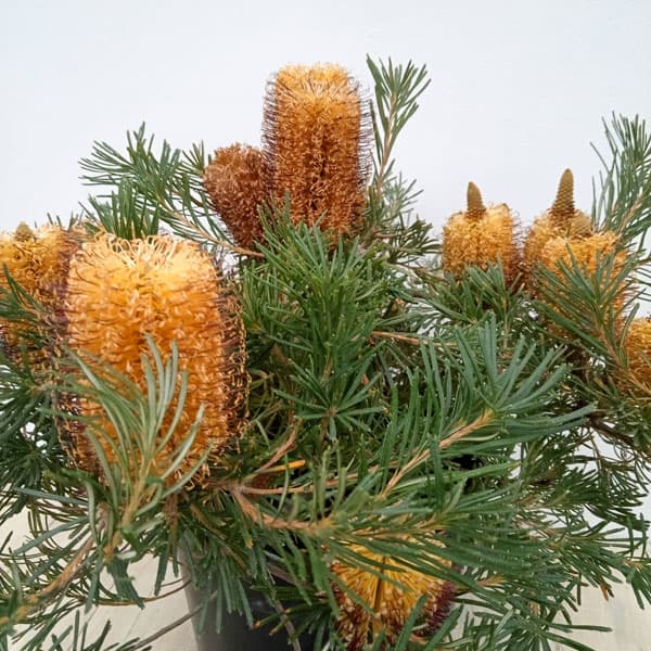 園芸ネット本店｜[26年4月下旬予約]バンクシア：バースデイキャンドル6