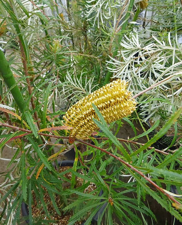 園芸ネット本店｜バンクシア：ヘアピンバンクシア 8号鉢植え の通販