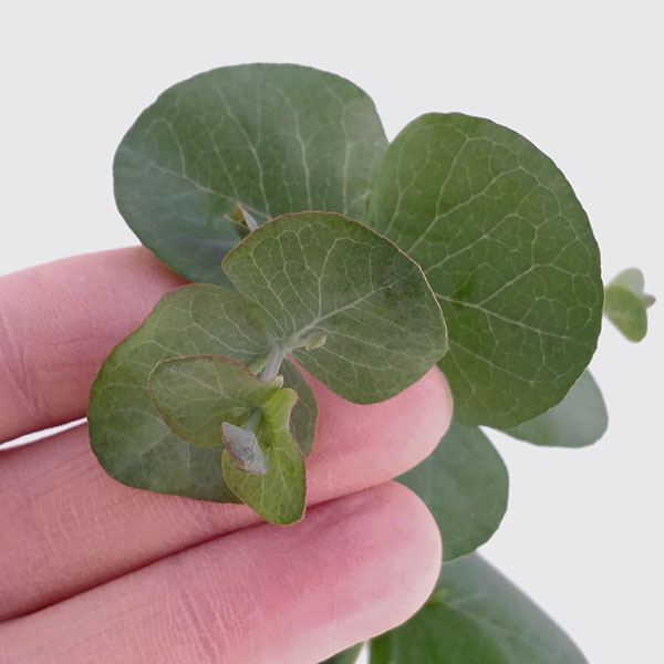 園芸ネット本店｜[26年3月中下旬予約]ユーカリ：シネレア（銀丸葉）3