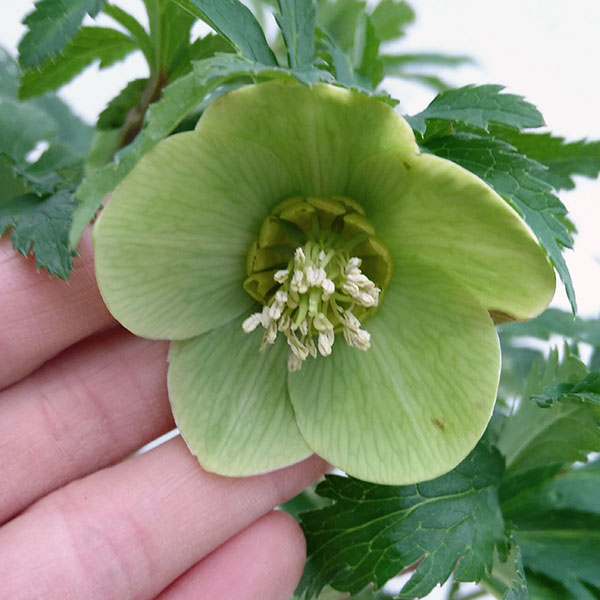 園芸ネット本店｜クリスマスローズ（原種系）：ボッコネイ4号ポット の