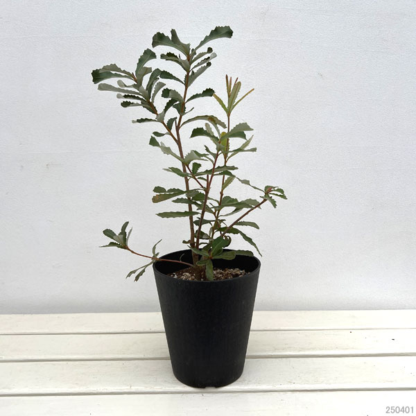 園芸ネット本店｜バンクシア：コーストバンクシア5号鉢植え の通販【公式】