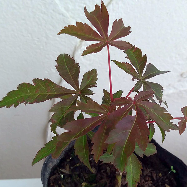 園芸ネット本店｜モミジ：京の舞3号ポット の通販【公式】