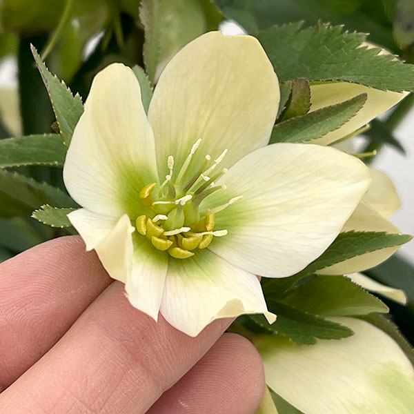 園芸ネット本店｜クリスマスローズ：*プチドール栞（しおり）5号鉢