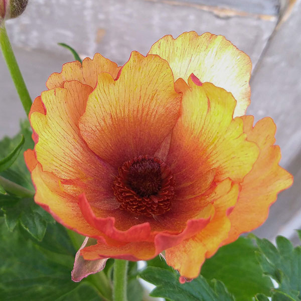 園芸ネット本店｜[送料無料]ラナンキュラス：ラックス ウラノス3.5-4号