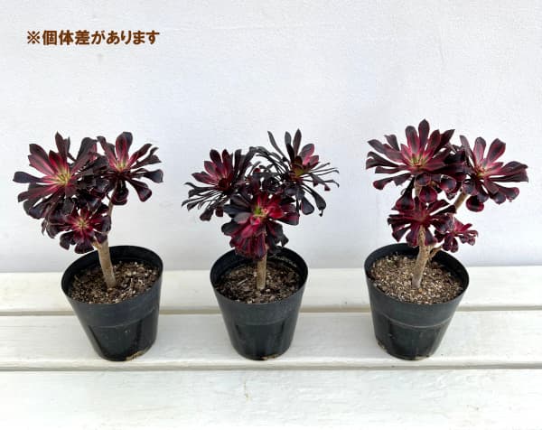 園芸ネット本店｜アエオニウム：黒法師錦（クロホウシニシキ）3.5号