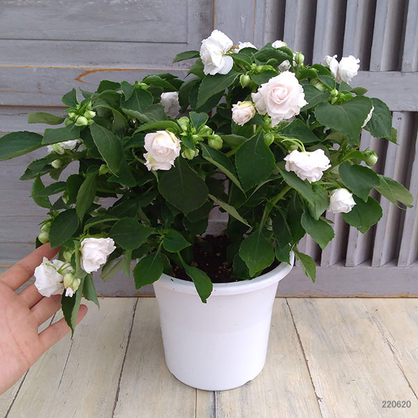 園芸ネット本店｜インパチェンス・フィエスタ ホワイト5号鉢植え の