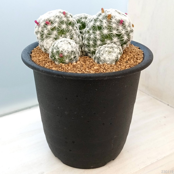 園芸ネット本店｜マミラリア：姫春星（ひめはるぼし）3号 の通販【公式】