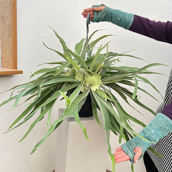 園芸ネット本店｜[ザ・ファームセレクト]ビカクシダ（コウモリラン