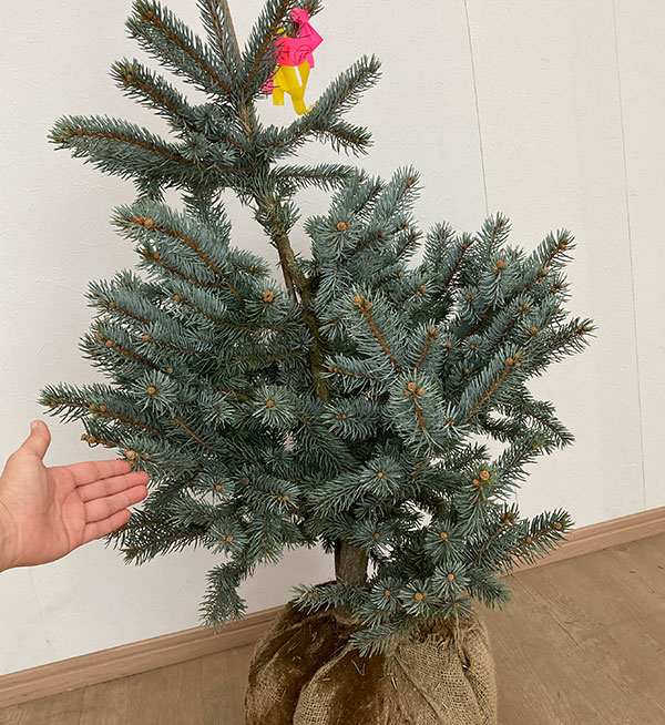 園芸ネット本店｜ピセアプンゲンス（プンゲンストウヒ）：ホプシー