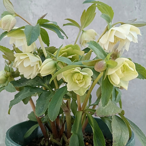 園芸ネット本店｜クリスマスローズ：*プチドール沙羅（さら）5号鉢 の