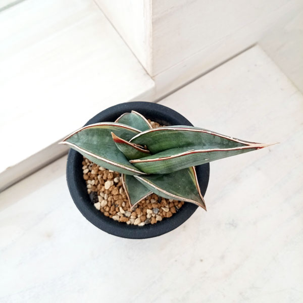 園芸ネット本店｜（わけあり特価）サンセベリア：ロリダ斑入り（S）2.5