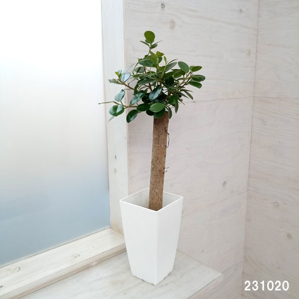 フィカス ウンベラータ 150cm S-shaped tree form 8号 【公式通販】