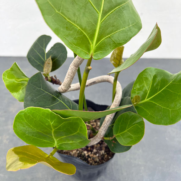 園芸ネット本店｜シーグレープ（曲がり仕立て） 4号ポット の通販【公式】