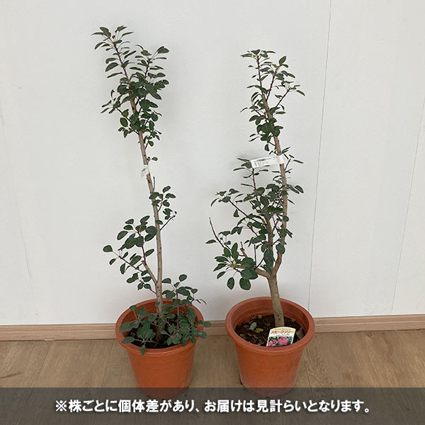 園芸ネット本店｜×スモークツリー：ルブリフォリウス7号ポット の通販