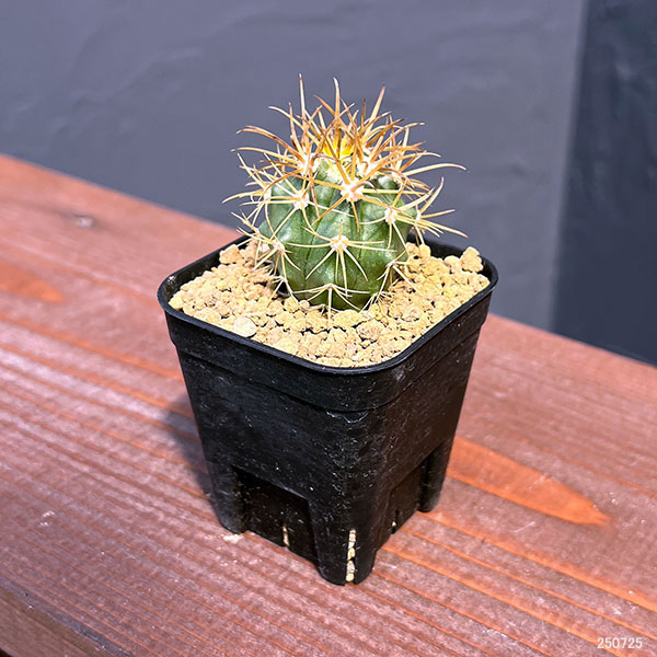 園芸ネット本店｜サボテン：フェロカクタス 金冠竜 2.5号鉢植え の通販