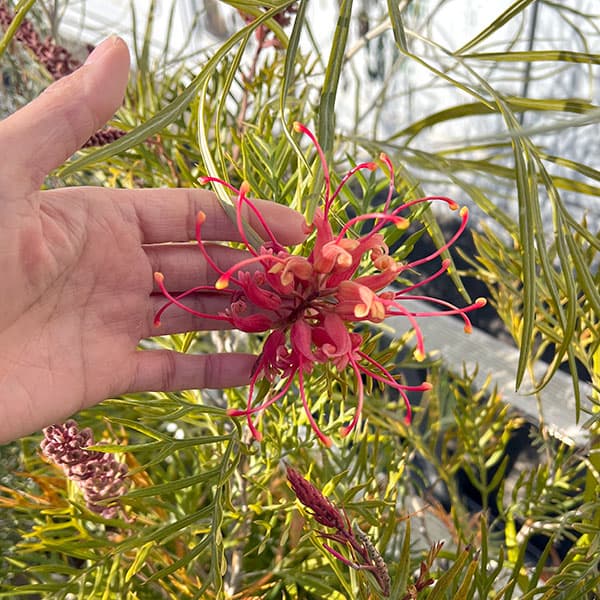 園芸ネット本店｜グレビレア：サパーブ8号鉢植え の通販【公式】