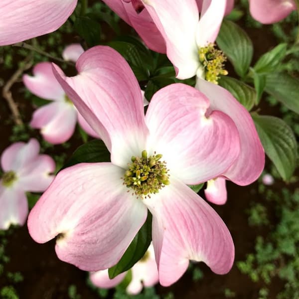 園芸ネット本店｜ハナミズキ：ピンクマドンナ5号ポット の通販【公式】