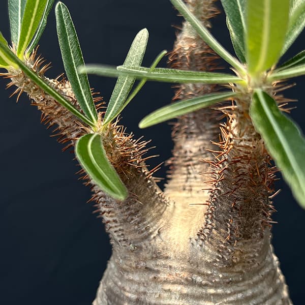 園芸ネット本店｜パキポディウム：グラキリス3.5号23-02 の通販【公式】