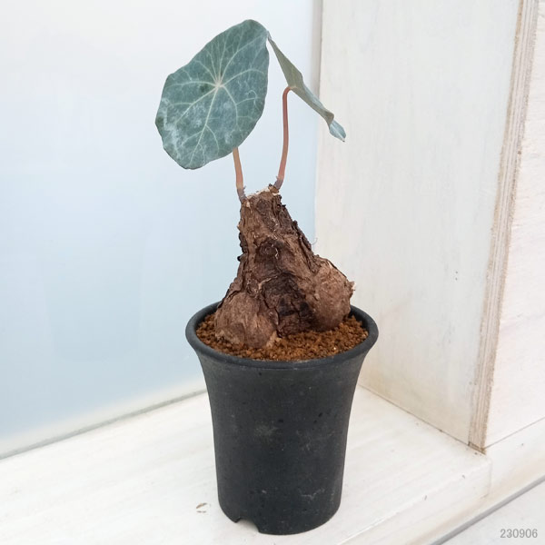 園芸ネット本店｜[ザ・ファームセレクト]ステファニア：カウィーサキー