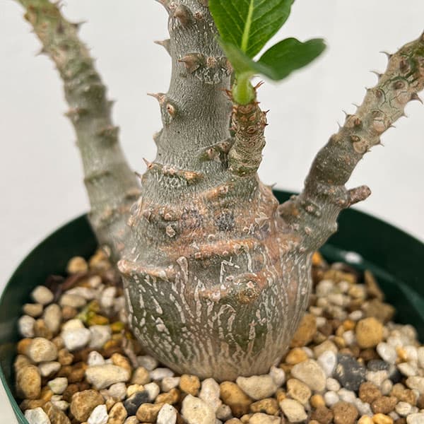 園芸ネット本店｜パキポディウム：ウィンゾリー（実生） 4号鉢植え23