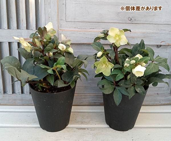 園芸ネット本店｜クリスマスローズ（原種交配）：*HGCマーロン5号