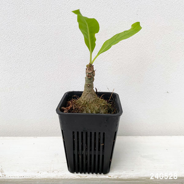 園芸ネット本店｜ミルメコディア：cf.プラティレア ピディー（国内実生