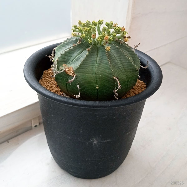 園芸ネット本店｜ユーフォルビア：バリダ×オベサ（交配実生株）3.5号23