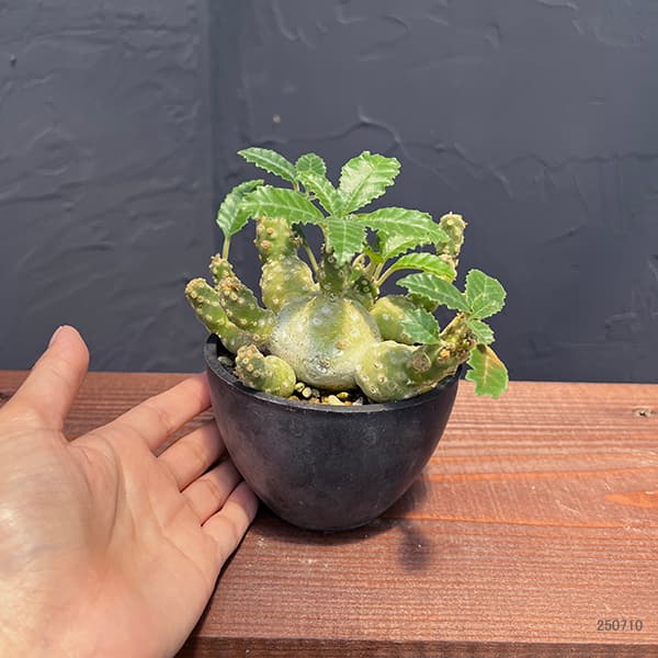 園芸ネット本店｜ドルステニア：ラブラニー（多頭）3号23-02 の通販